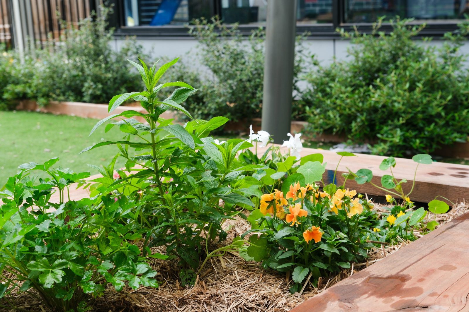 A planted garden bed at Expeditions Officer